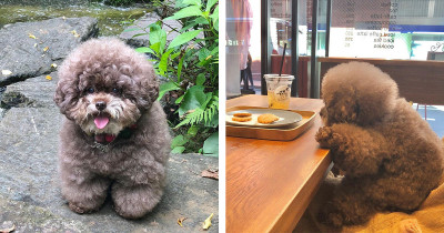 Fluffy Poodle Is Going Viral For Its Sweet Little Face And The Internet Cannot Get Enough Of Him