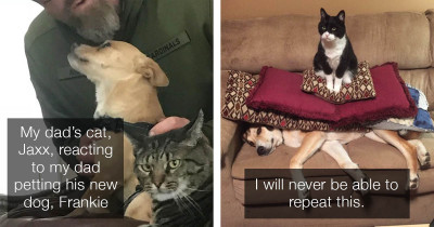 These Cats Are All Jerks But We Love Them Anyway