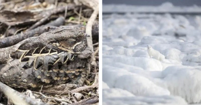 16 Incredible Animal Photos That Will Make You Do A Double-Take