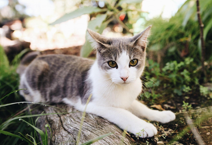Screenshot-style headline about banning cats in New Zealand pest plan article
