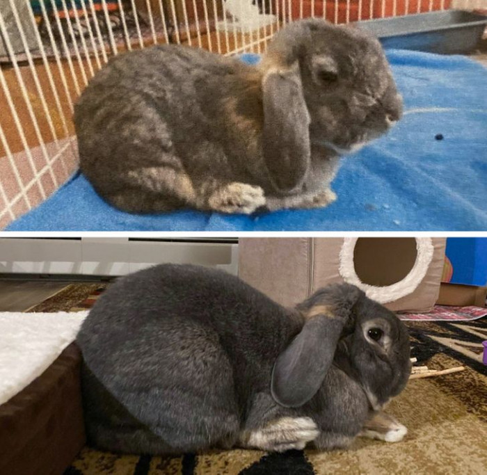 14. “I adopted George in October, and the other day, I was in the local pet store and happened to see his picture in an ad posted by the woman who found him outside. She eventually brought him to the local shelter where I found him, but the old picture brings tears to my eyes. He’s come such a long way!”