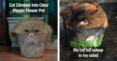 Smart Cats Who Strongly Believe in the Fact That "If It Fits, I Sits"