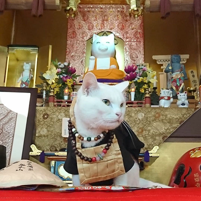 Japanese Cat Temple Has Cat Monks And It's The Cutest Place On Earth