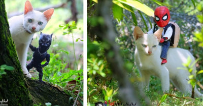 Cat-Loving Artist Combines Cats with Marvel Into Hilarious Creations