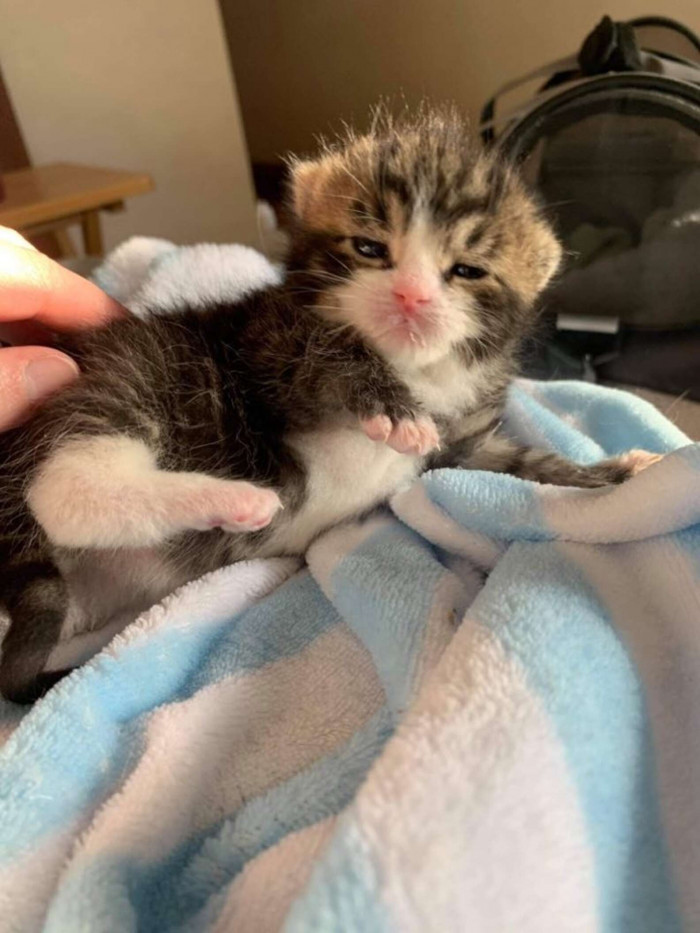 “He was a very vocal little baby and clung to his pacifiers,” Chatons Orphelins Montréal said.