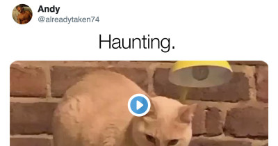 Cat Became Tik Tok Famous After Making A Super Spooky Accidental Song On A Piano