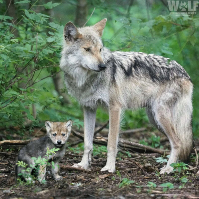 Trumpet as a pup with her dad, Diego.