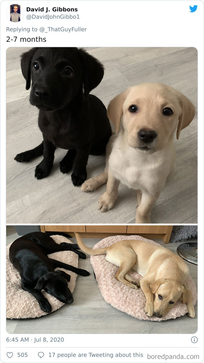 OMG!!!! A collection of Labrador puppies becomes a variety of Labrador dogs.