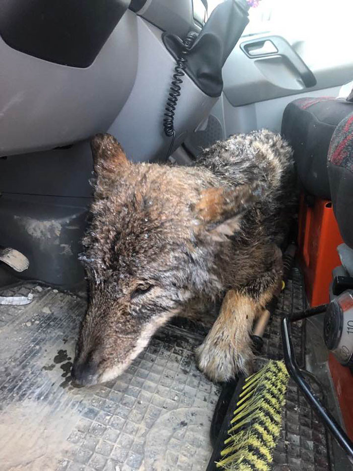 Even the veterinary specialists didn't realize what they were dealing with. It wasn't until a local hunter pointed it out that they realized the 