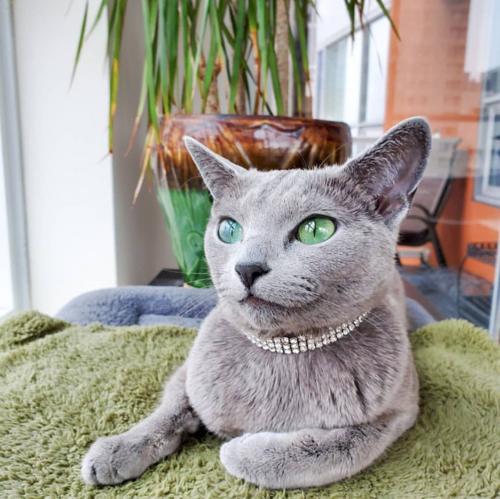 Dina the Russian Blue cat, loving playful expression, teeny picky demeanor