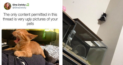 Hilarious Thread That Only Contains Very Ugly Pictures Of Twitter Users' Pets
