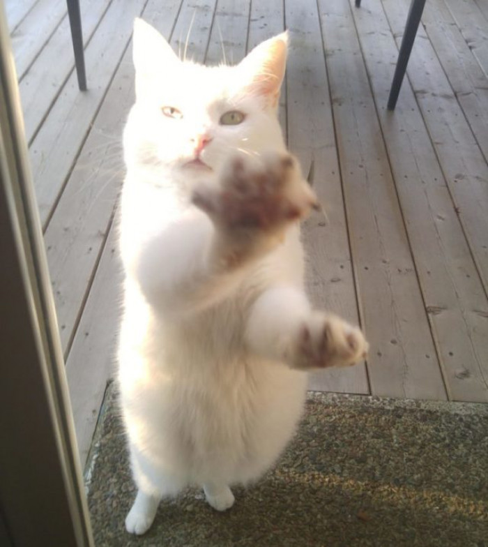 Cat licking crumbs from a small dish, enjoying yummy treats