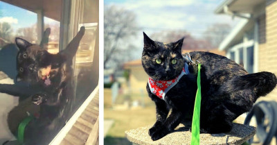Mischievous Cat Got Stuck Between A Window And The Screen