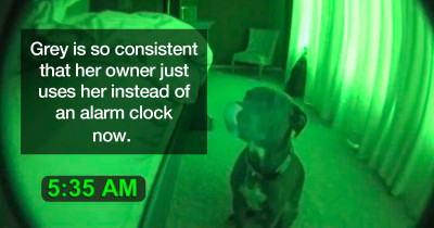 Dog Who Wakes His Human Up Ridiculously Early Is Caught On Night Cam