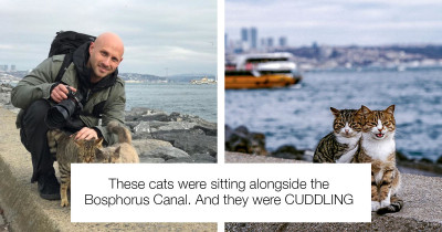 This Photographer Took Pictures of Two Stray Cats, and It Looks Like an Engagement Photoshoot