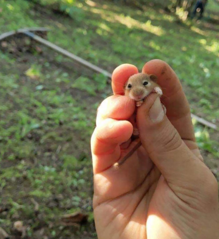 38. Cute Hamster