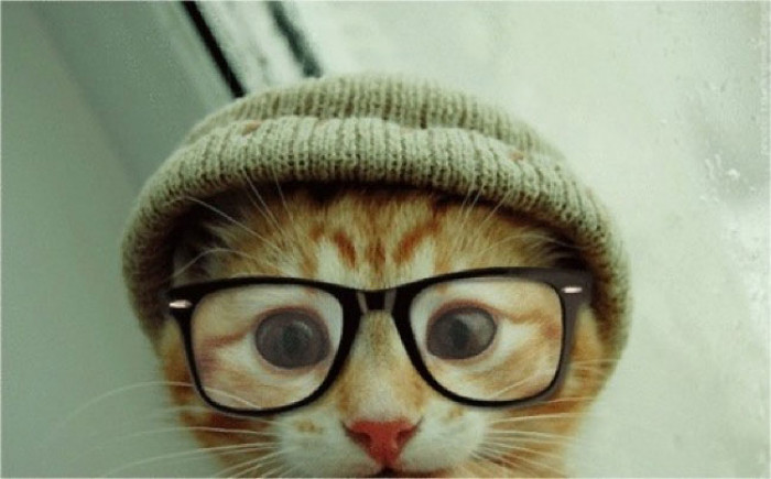 1. This cat dons the full hipster look.