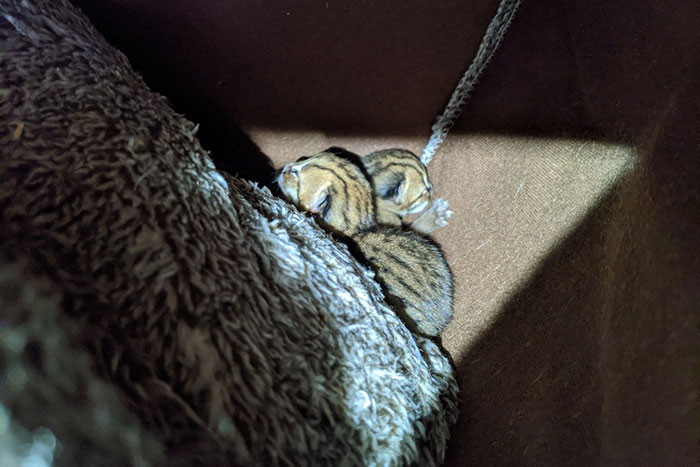 The babies are only 8 weeks old and are already eager to start exploring their surroundings, while their mom constantly ensures that no harm comes to them.