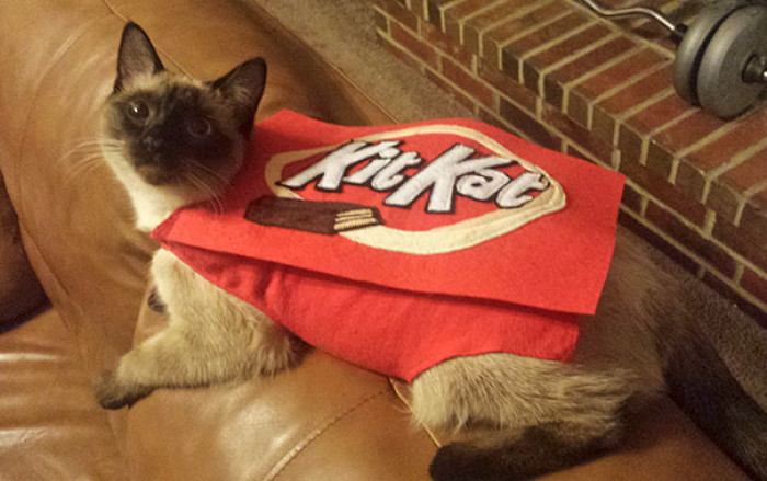 Jingle Bell cat as Harry Purrter Meowmaid, Halloween costume undersea vibe