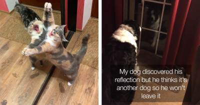 The Moment These Pets Took a Glimpse of Their Reflection, They Immediately Started Freaking Out