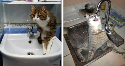 Hilarious Pictures Perfectly Depicting The Endless Battle Between Cats And Sinks
