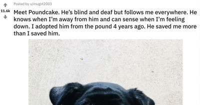 Wholesome Photos of Rescue Animals Who Have Just Been Adopted into Their Forever Homes