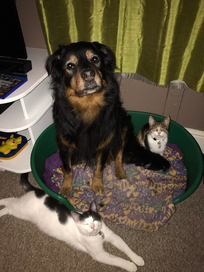 "I did the impossible and got all of my pets in one photo. It lasted all of 5 seconds to get this picture."