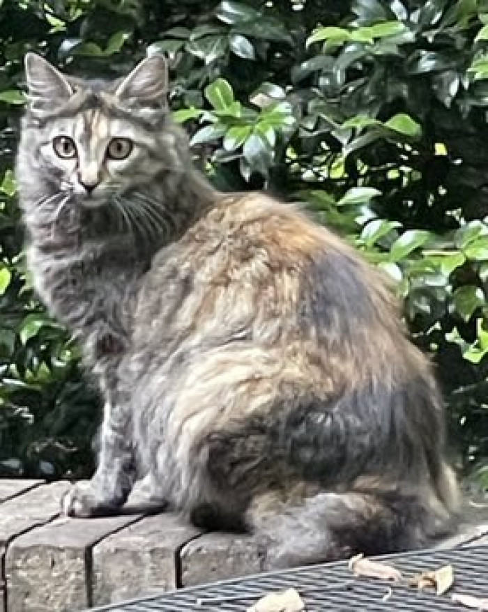 1. This is Cleo. She was adopted by her human as a pregnant stray.