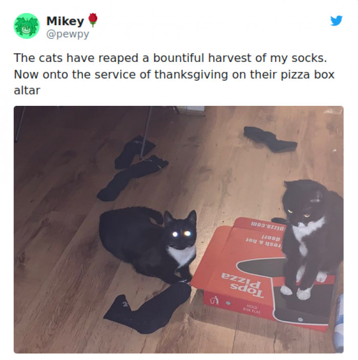 5. Socks and pizza? Purr-fect.