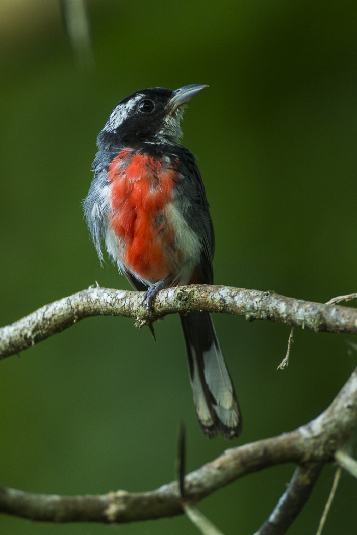 You can find these birds living in thorn forested areas and scrubby woodland. 