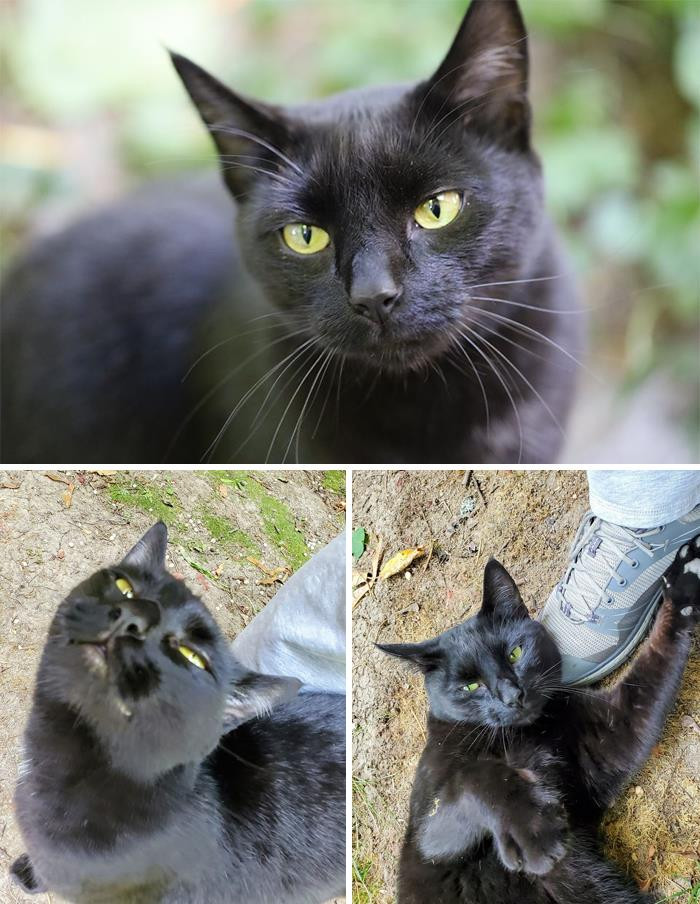 "I Found This Cutie In My Backyard. He Proceeded To Attack My Shoes With Those Murder Mittens And Then Pulled Down My Too-Big Sweatpants Trying To Climb Up My Leg For More Pets. Would Totally Pet Again With Pants That Can't Fall Down. 10/10"