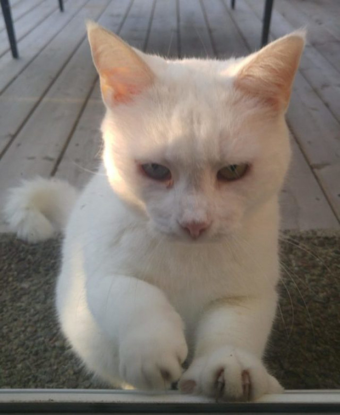 Cat sniffing a treat on the floor, relaxed after visiting