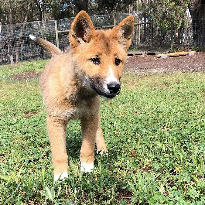 When Dingo Discovery Foundation heard about the pup, they got in touch with Rebekah, who was taking care of Wandi.