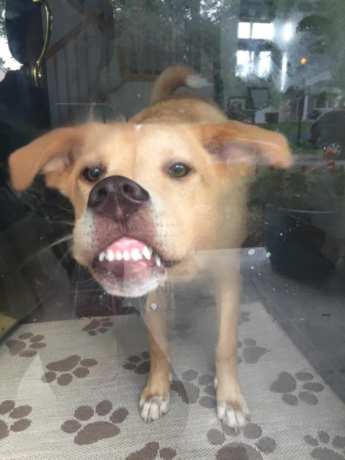 Dog splashing in a pool, surprised expression, playful swim moment