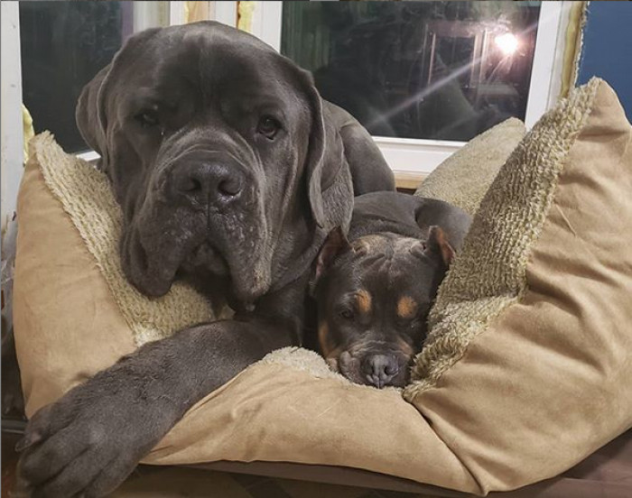 Jennifer gladly spoke of her pups: