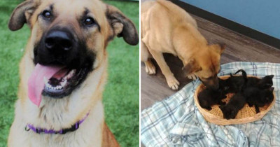 Compassionate Pup Shields Orphaned Kittens From Frigid Temperatures