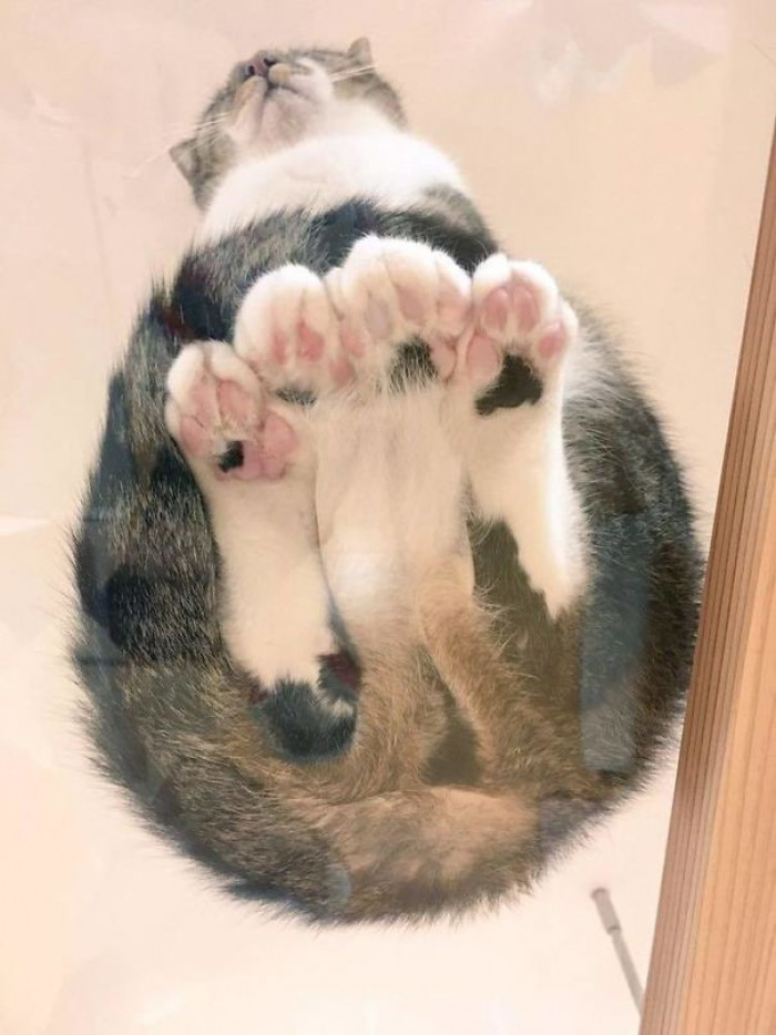 Now THAT'S a full set of toe beans!