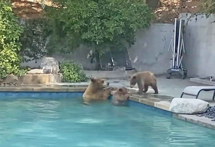 Dog Couldn't Wait To Join In After Mother Bear And Her Two Cubs Venture ...