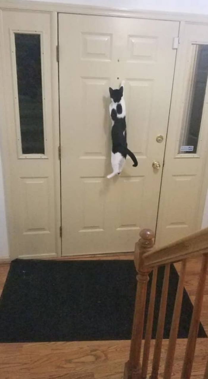 13. This cat deserves a medal for the effort.
