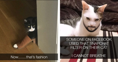 Wholesome Tweets About Cats & Dogs To Give You Those Heartwarming Feels