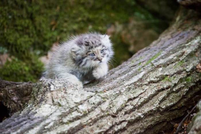Angry but cute manul cat, thick fur, intense stare toward camera.