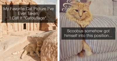 Let's End 2019 With A Dozen Pawesome Kitty Posts