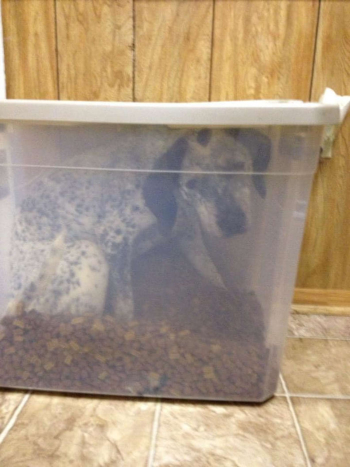 Dog paw pushes a latch on a plastic food container, sneaking inside.