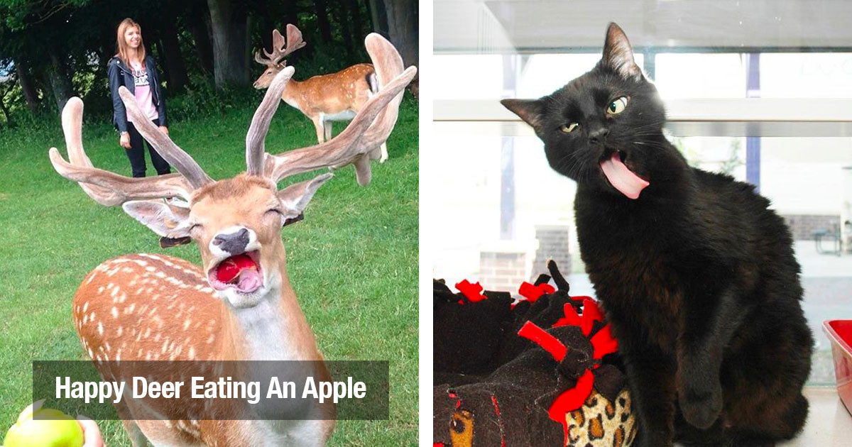 50 Photos Of Animals That Are So Non-Photogenic That It’s Actually ...