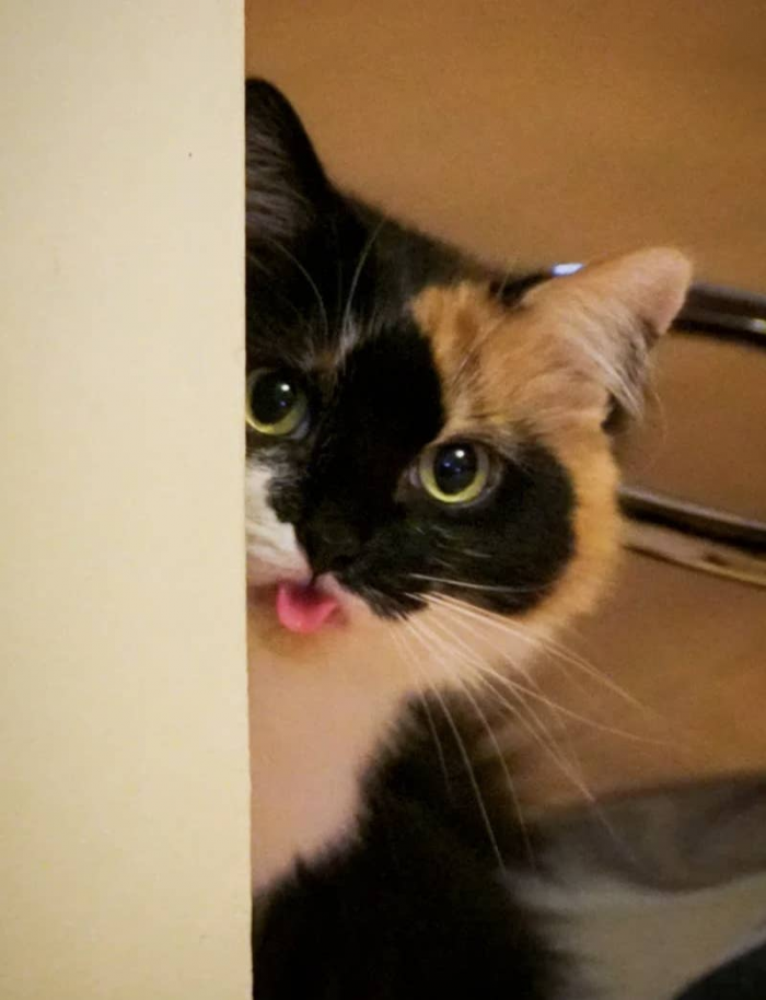 6. Any kind of Blep! We've got them all!