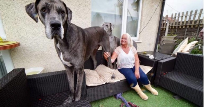 Meet Freddy, the biggest dog in the world, measuring 7 feet and 6 inches