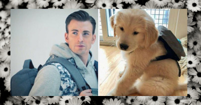 There is a Twitter Account Dedicated To Chris Evans And Golden Retrievers