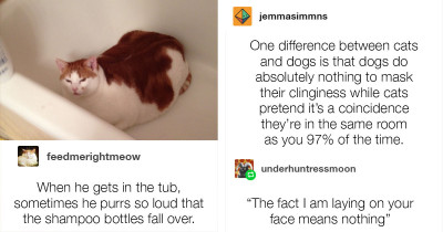 Hilarious Tumblr Posts About Cats That Are Just Way Too Accurate