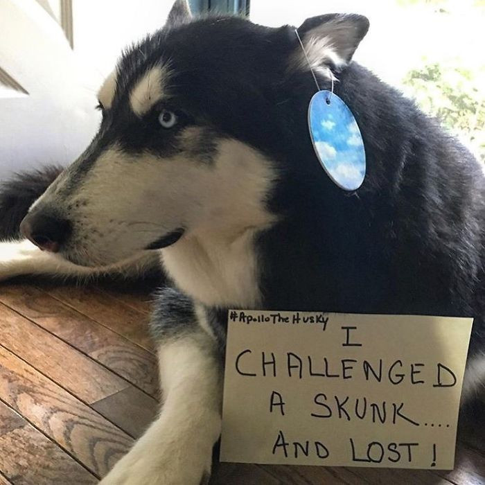 28. "I Just Had To Explore That Noise In The Bushes At 3 AM; I Only Wanted To Play, But Mr. Skunk Was Not Having It"