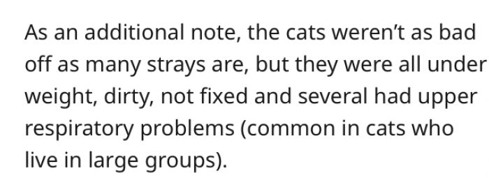 Living with the old woman isn't the best for these cats; you can already see it from their physical condition.